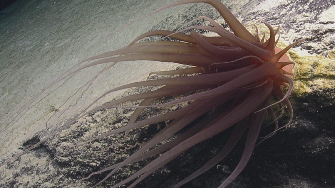 This is the species of deep-sea anemone  that has been linked to the “golden orb.” “Visible in the image is the golden base and the leftover golden trail of material on the rock, indicating an accumulation of cuticle layers as the individual moves across the rocky surface.” NOAA says.