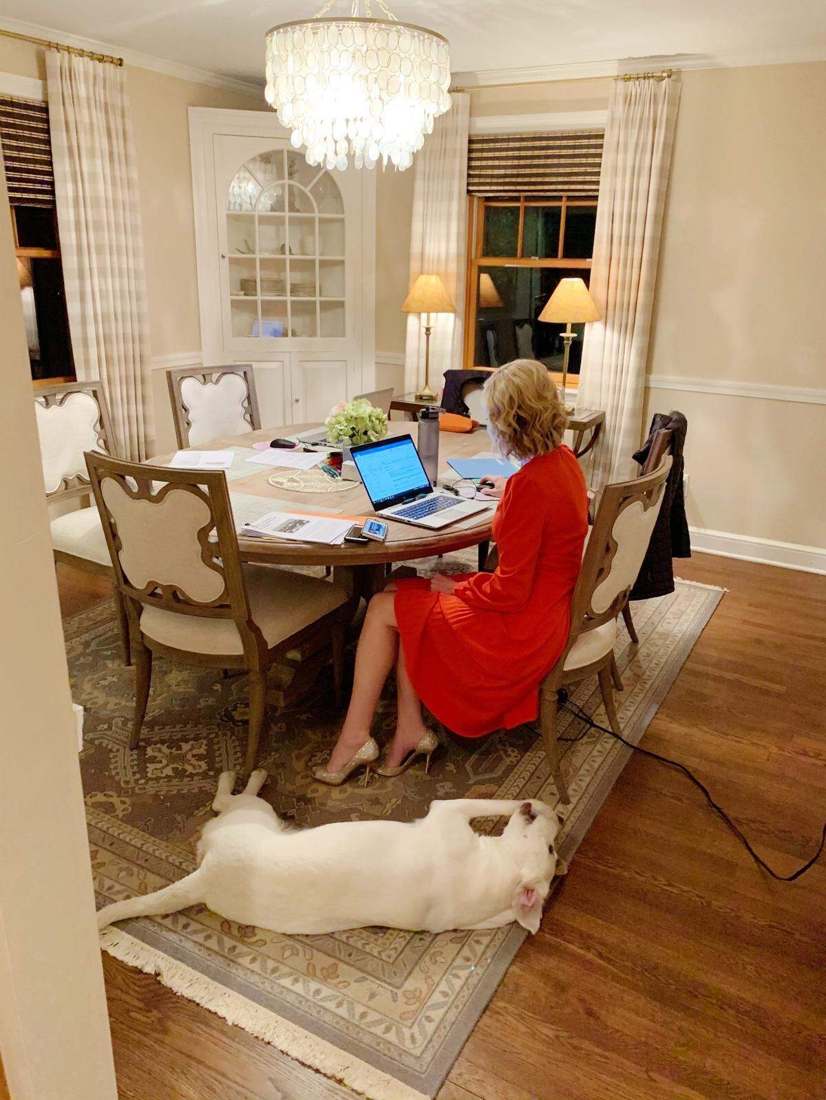 Shannon Bream working from home with her dog Biscuit.