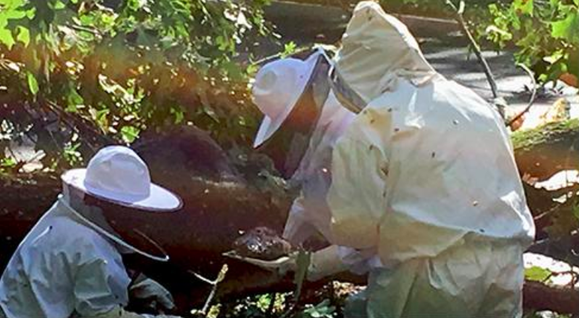 Staff take apart the honeycomb, fully suited up to prevent against stings.