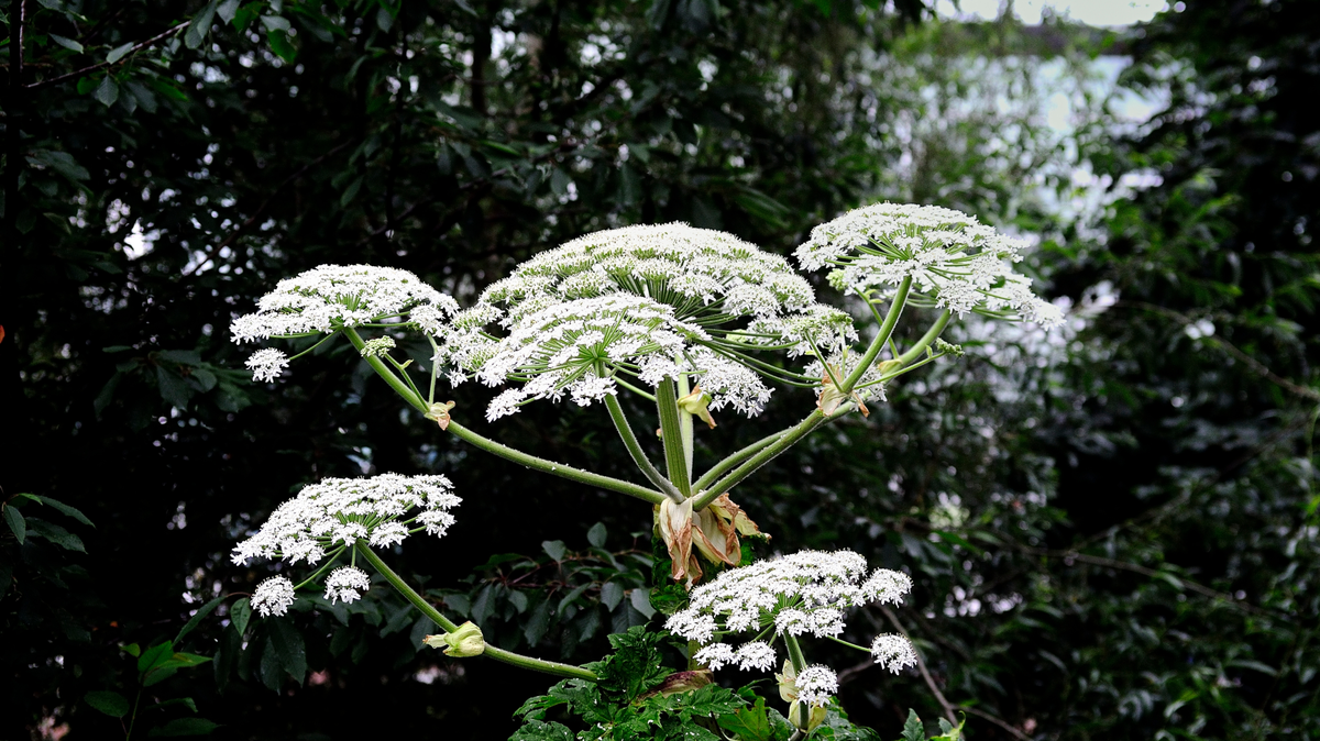 Several poisonous plants like hogweed, hemlock and parsnip can be found in North and South Carolina. In most cases, they can cause serious illness and even death.