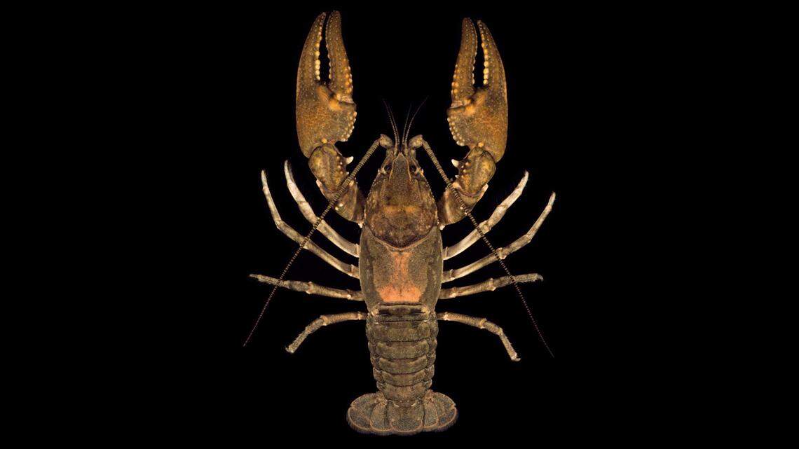 Called the Stony Fork Crayfish, this is one of two new species revealed in research by a team of North Carolina scientists published April 20 in Zootaxa.