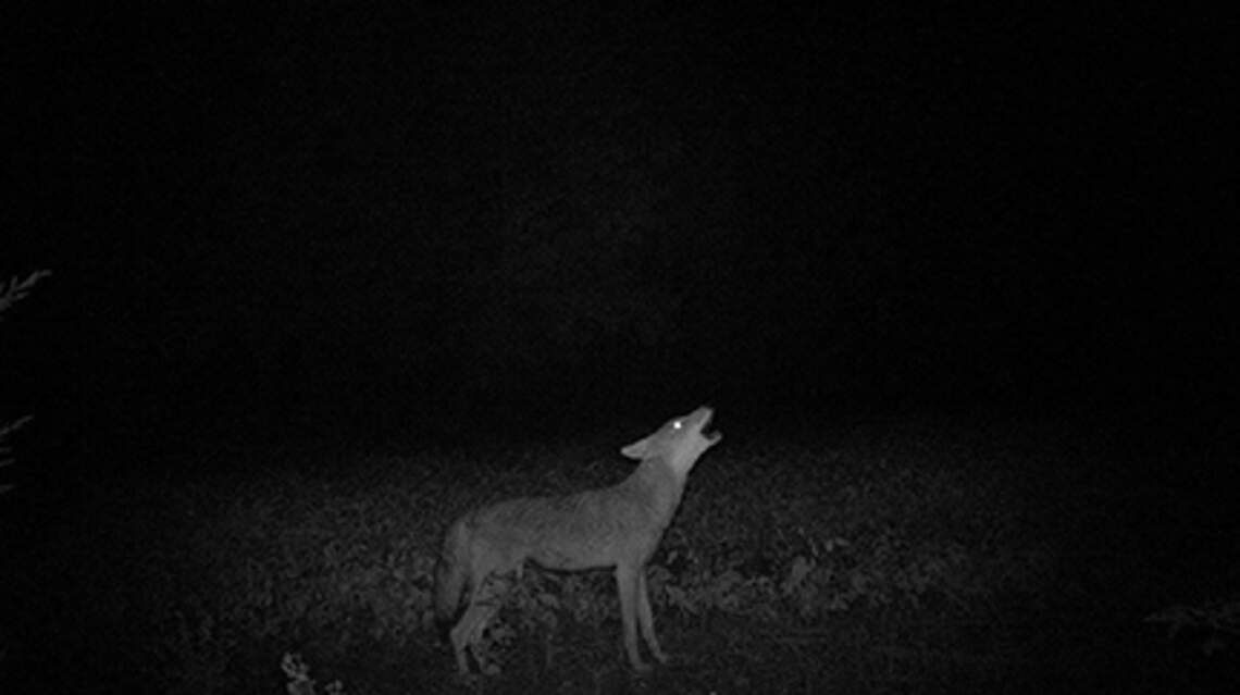 Young coyotes ‘wandering’ for new territory, NC biologists say. Cats and dogs beware