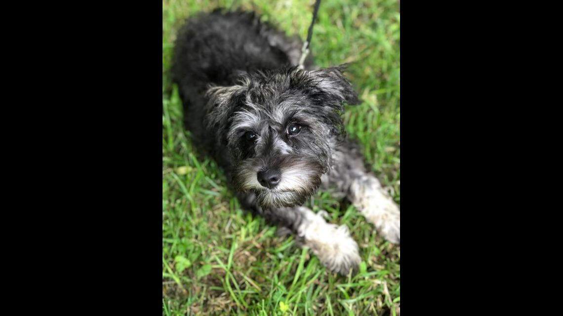 Kalee, a “loving” miniature schnauzer, died on Friday, Jan. 7, 2022, a day after she was attacked by two pit bulls in Rowan County, NC. She was being walked on a leash by a woman who was mauled by the dogs, the son of Kalee’s owner said.