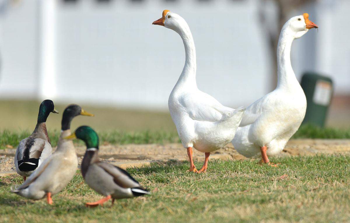 White Chinese geese stand near mallard ducks in the Curtis Pond subdivision in Mooresville on Friday. Twenty-nine ducks and three geese currently live at the pond.