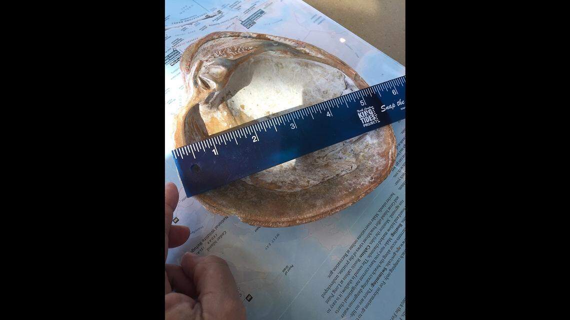 Photos posted by the National Park Service show the shell is nearly 6 inches across and as deep as a soup bowl.