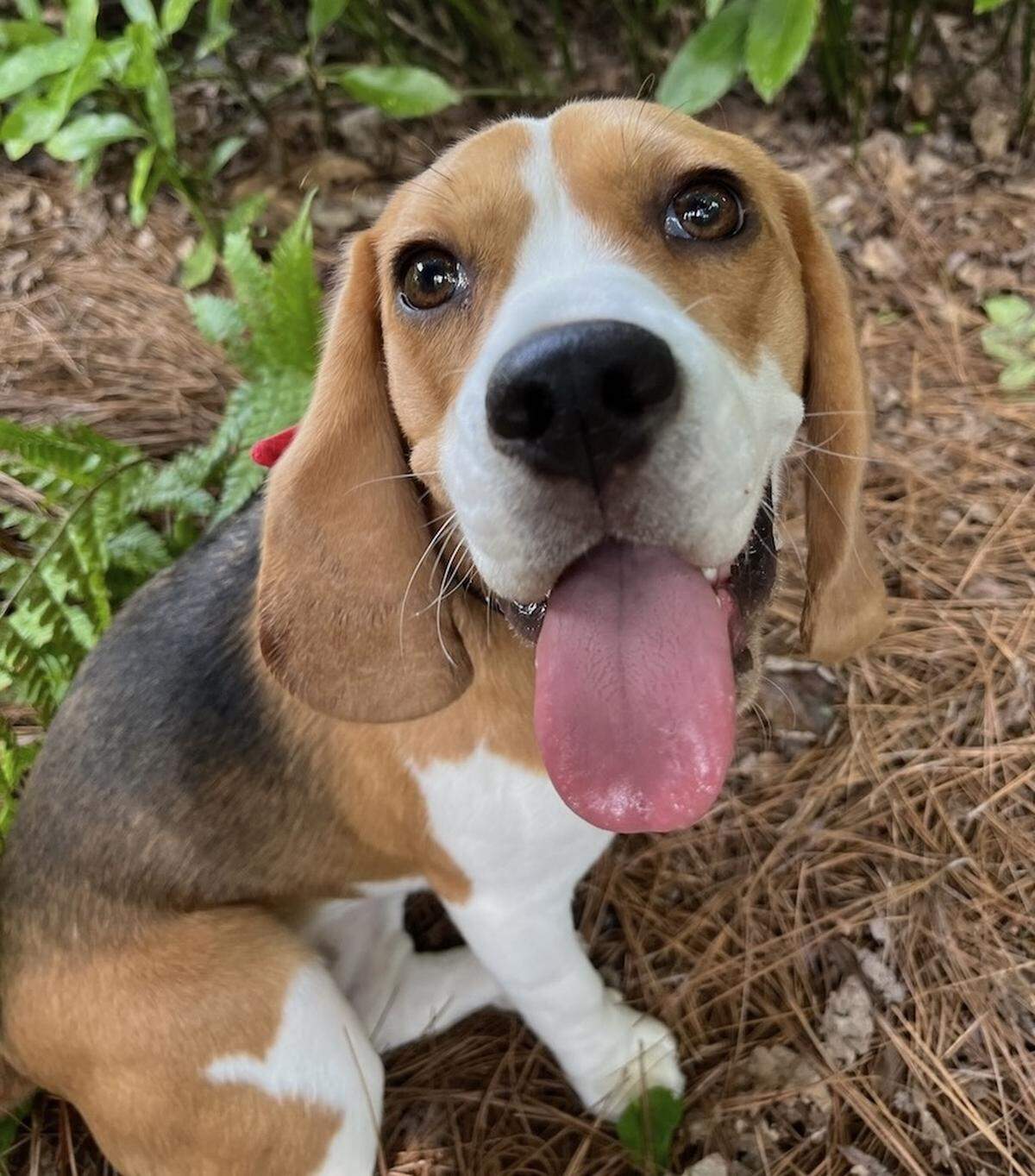 Lady was named a finalist in The Charlotte Observer’s “cutest dog in Charlotte” contest in fall 2024.