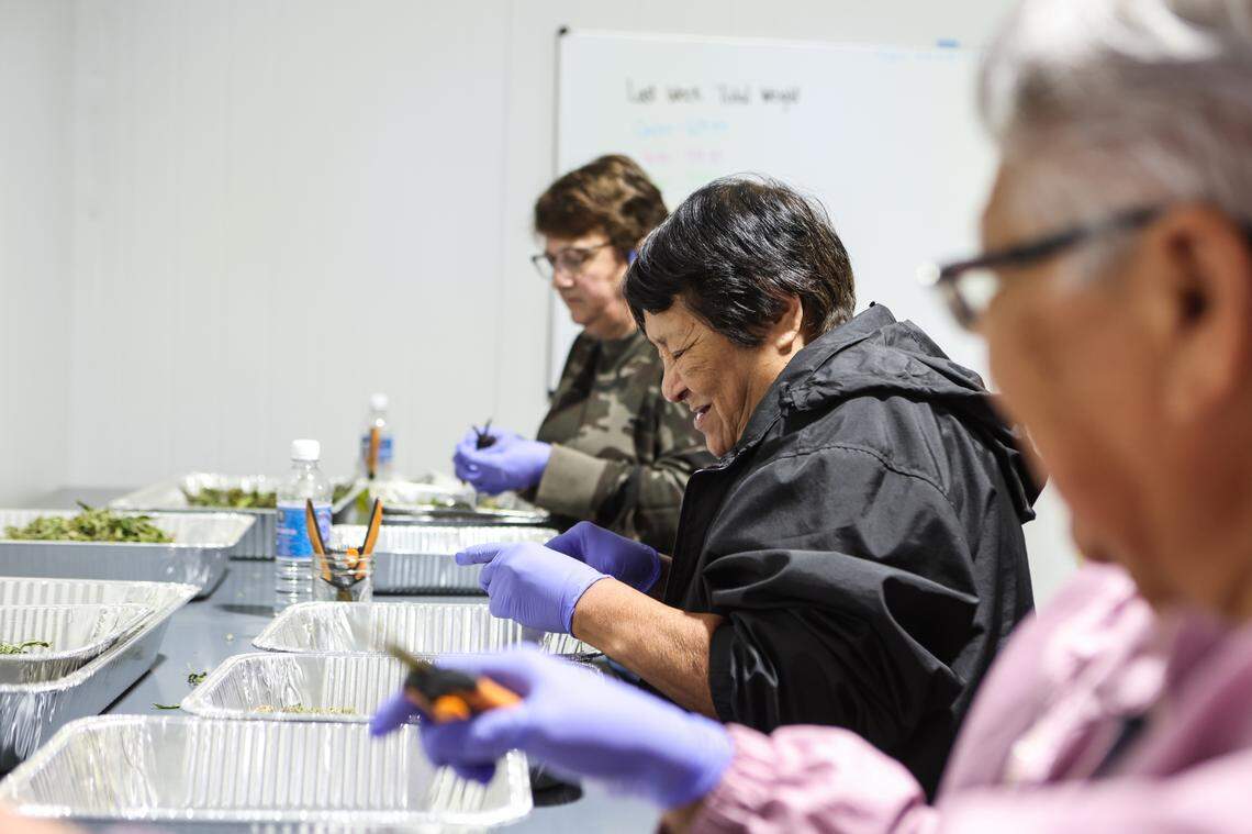 Elder Cherokee women work together to trim leaves from dried cannabis stems for the flowers, so the remaining buds can be collected and used as product.