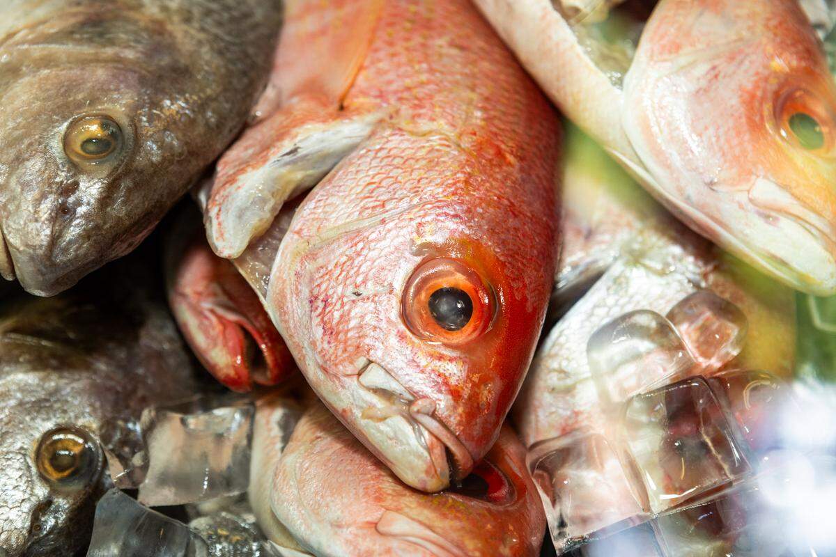 Red snapper at Bryant Seafood Market.