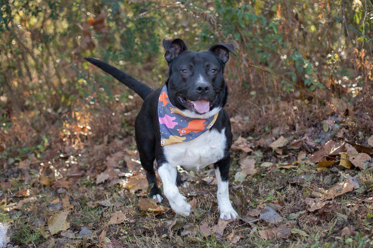 The Lancaster County Animal Shelter has 50 cats, 40 dogs — including this one — and one chinchilla up for adoption.