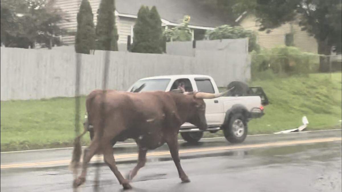 This 900-pound longhorn bull that eluded police and other searchers since Monday met its end on a Charlotte street late Friday, ending a relentless search that included a heat-seeking drone.