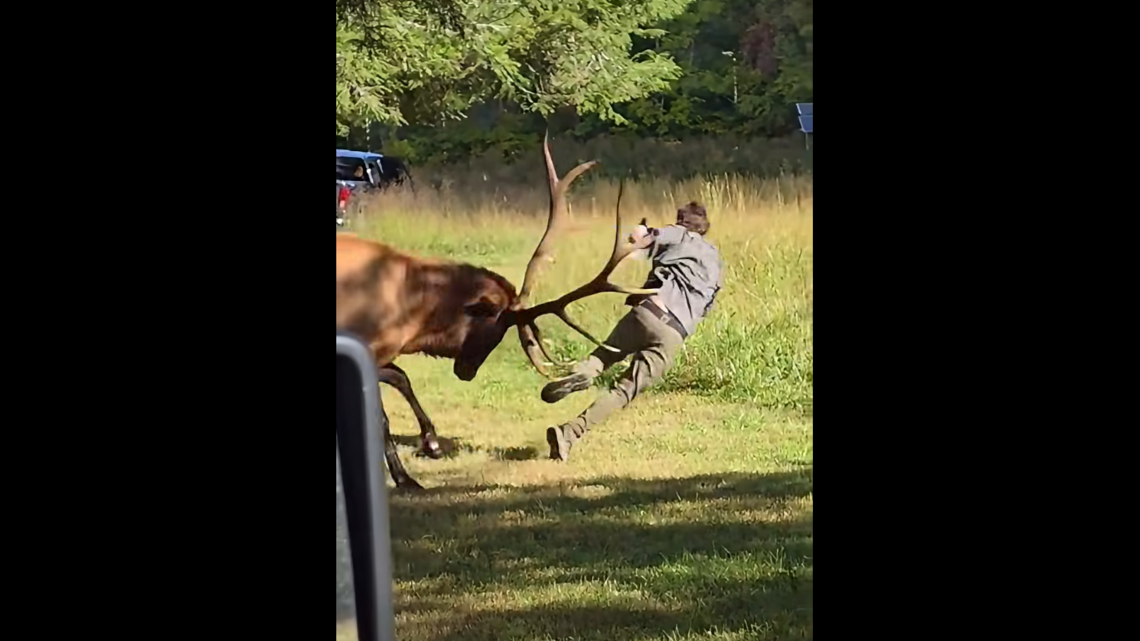 Elk tackled man in Great Smoky Mountains, video shows. Animal’s fate is revealed