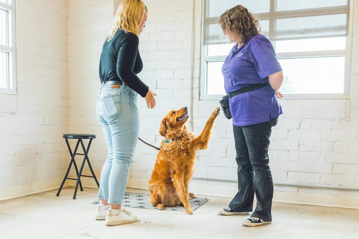 A Skiptown trainer teaching an owner and dog a command.