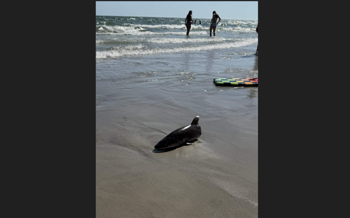 This photo shows a half a shark that reportedly washed up on Oak Island, North Carolina. The N.C. Shark Conservancy confirmed it was a species of shark, based on the photo.