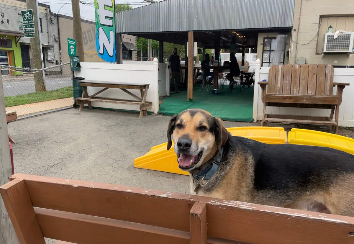 The Dog Bar in NoDa.