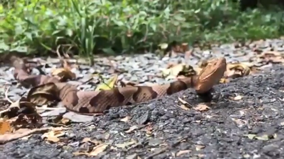 Big ‘stick’ was two mating copperheads tangled up on Pennsylvania trail, video shows