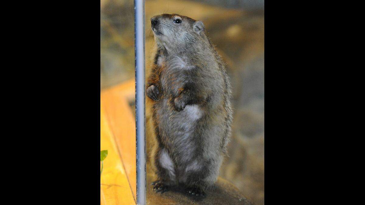 Queen Charlotte, shown in 2015, was still learning the ropes at Charlotte Nature Museum, so her Groundhog Day debut had to wait a year.