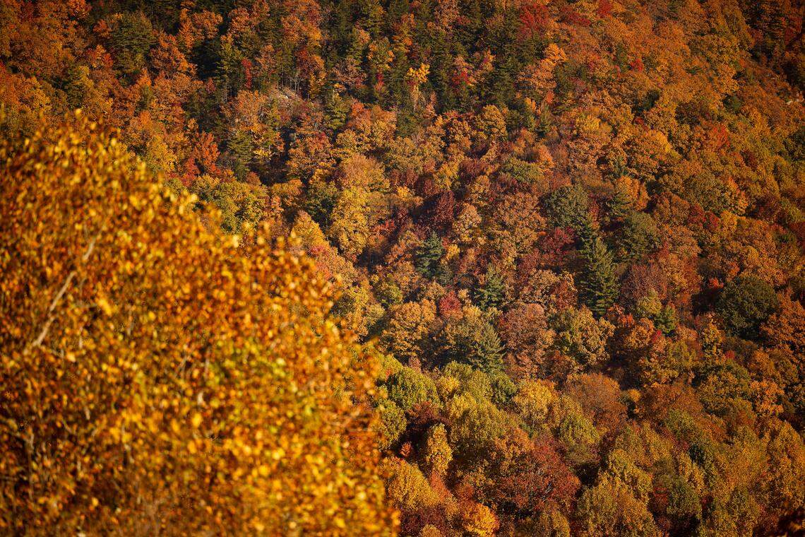 Fall foliage, N.C., Monday, Oct. 24, 2022. 