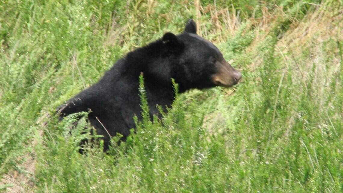 NC deputy shoots 300-pound black bear in highway 'mercy killing'