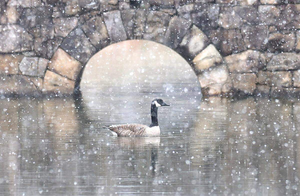 A Canada goose swims in a small canal of water as snow falls on Feb. 19, 2025.