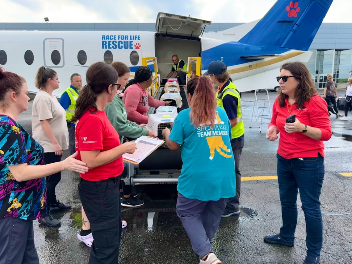 The SPCA of Wake County has a variety of animals available for adoption, including dogs, cats, rabbits, and more.