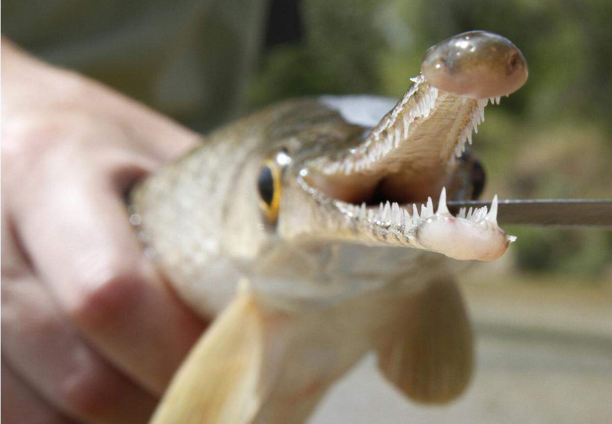 Longnose gar carry a mouthful of wicked looking teeth. The fish,&nbsp;which can grow to 5 or 6 feet in length, roam Lake Norman, including near the new Mountain Creek Park fishing pier, rangers at the Catawba County, NC, park said.