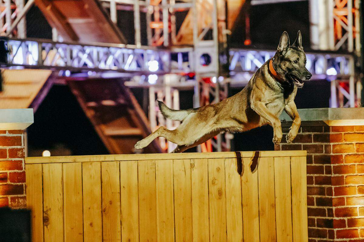 “America’s Top Dog” tests contenders on their “speed, agility, and teamwork,” according to the network.