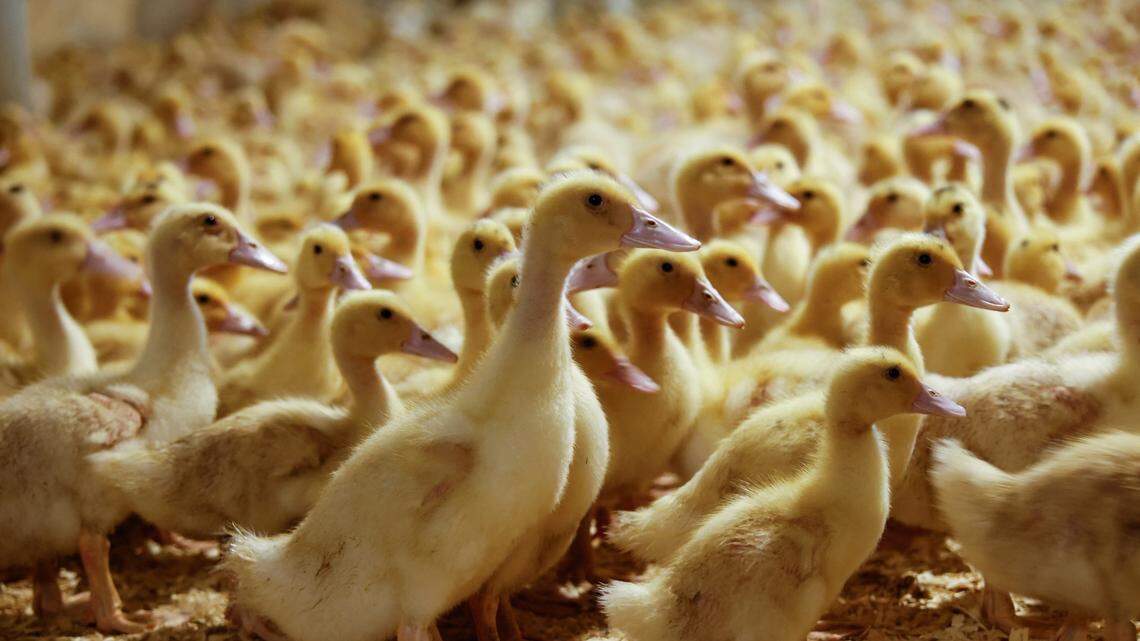 480 Ducks Are Up for Adoption Everything You Need to Know