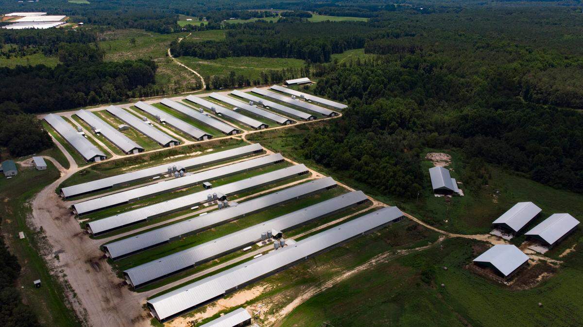Appeals court strikes down part of NC ‘ag gag’ law, protects undercover investigations