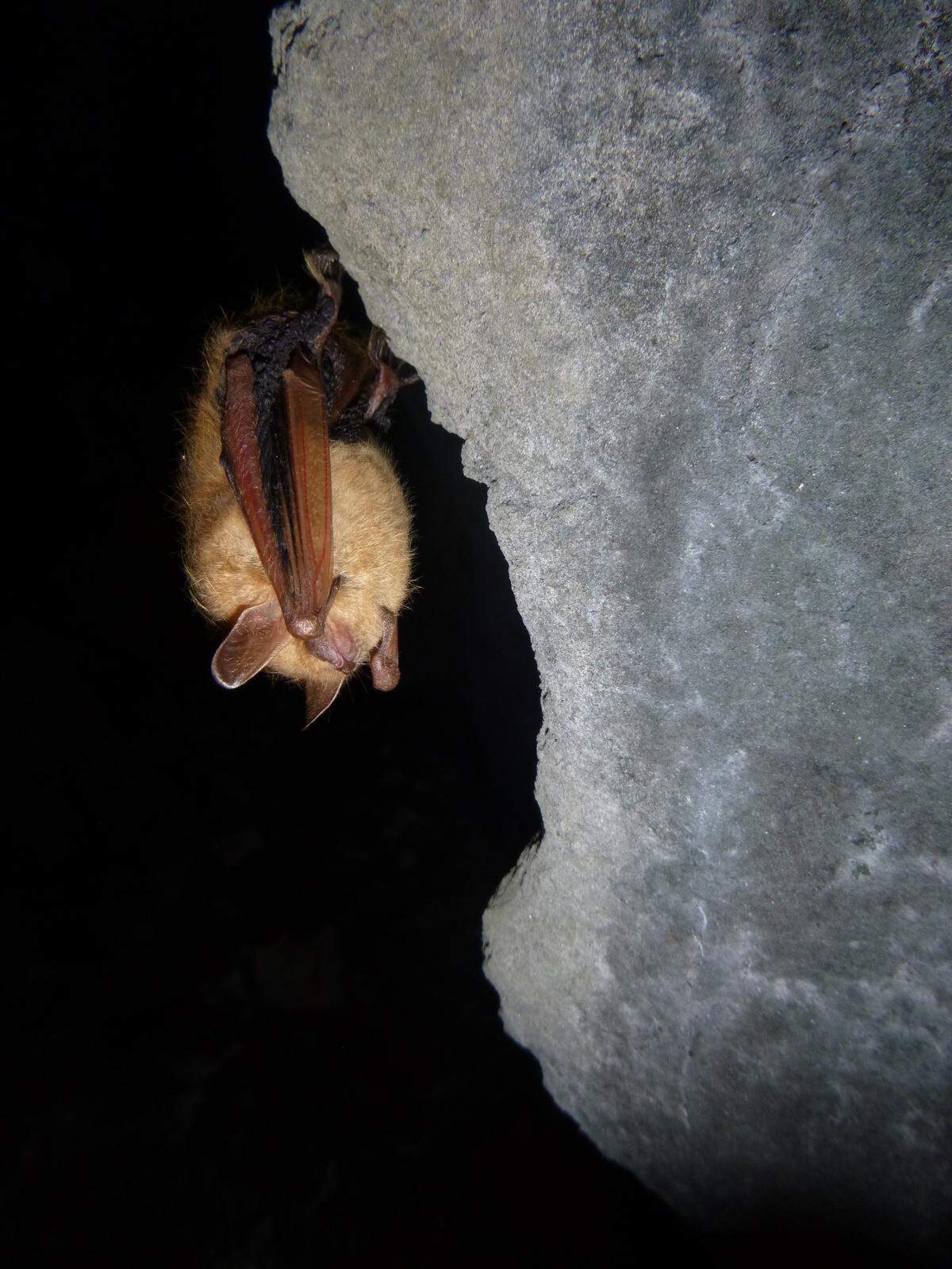 Charlotte-based Albemarle Corp. is developing a wildlife management plan at its proposed Kings Mountain lithium mine for the tricolored bat.