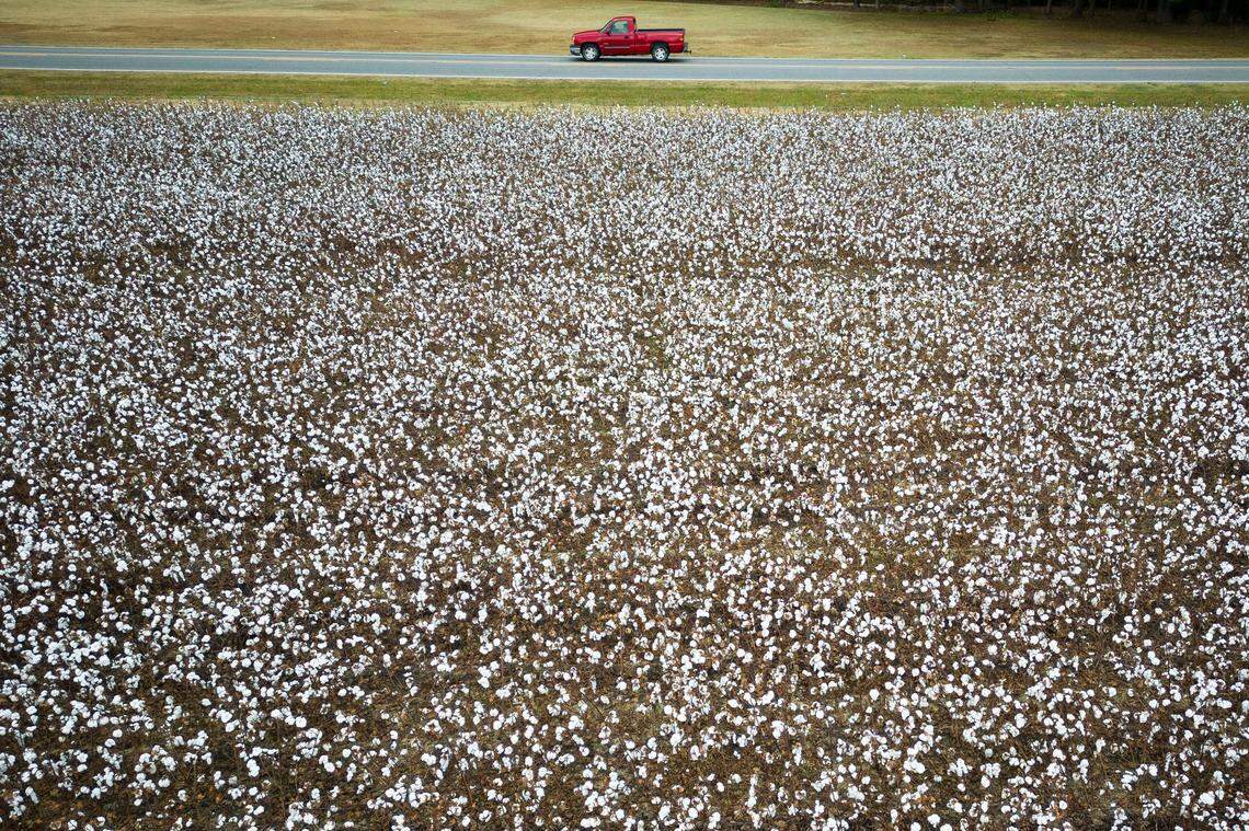 A motorist travels along Andrew Jackson Highway past a cotton field in rural Scotland County N.C.. Wednesday, Oct. 26, 2022.