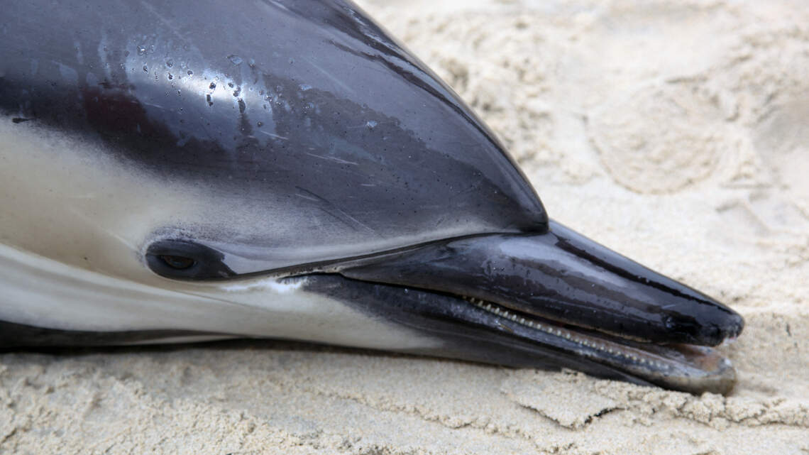Winter means more whales, dolphins stranded on NC beaches. Here’s one story from January