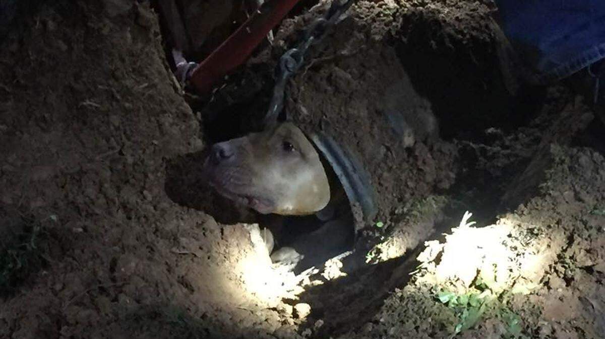 Rocky, the pit bull, chased an opossum into a pipe and got stuck Tuesday in Claremont, N.C. Eric Jones, photo