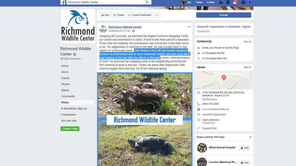 A homeowner in suburban Virginia found a 48.6-pound snapping turtle in his yard and feared the gargantuan reptile had been hit by a car, according to a Facebook post by the Richmond Wildlife Center. The turtle proved “too aggressive to examine in the field,” so the creature was taken to the center where workers could more safely assess him for injuries, according to the center. “Only finding a very old and healed carapace fracture we determined that he was completely healthy and was most likely only basking in the sun after the effects of” Tropical Storm Michael, the center posted. The turtle was returned to a pond near where it was found.