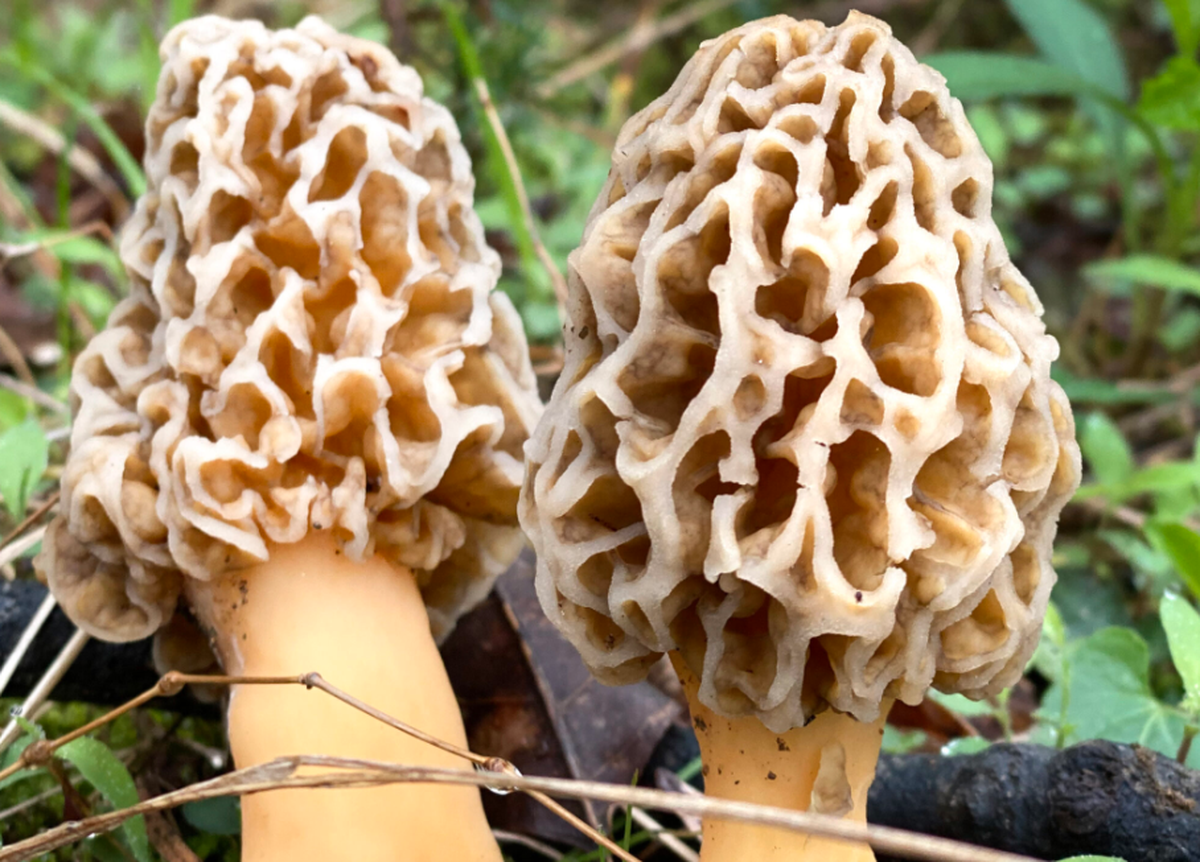 Indulge in all things mushroom at North Corner Haven’s Mushroom Log Workshop & Fungi Feast on March 26.