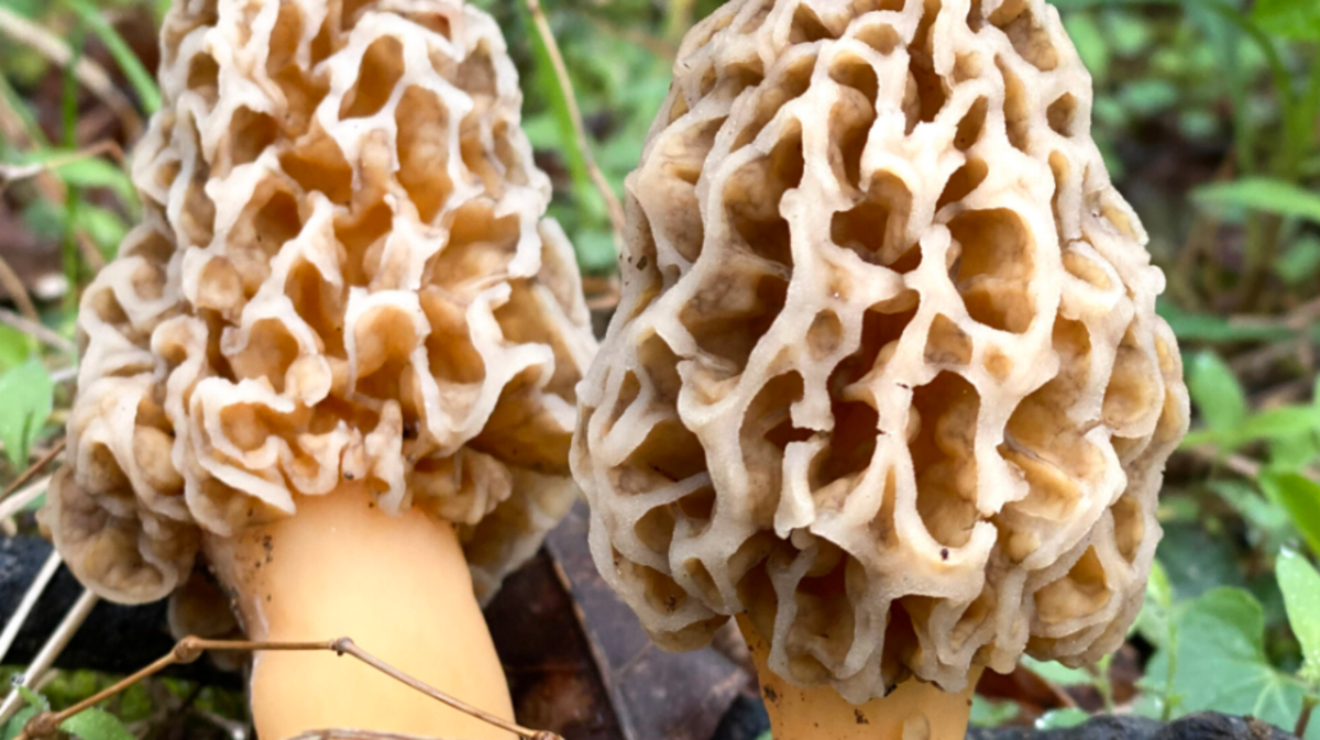Promotional image for North Corner Haven’s Mushroom Log Workshop & Fungi Feast, held in Charlotte last month.