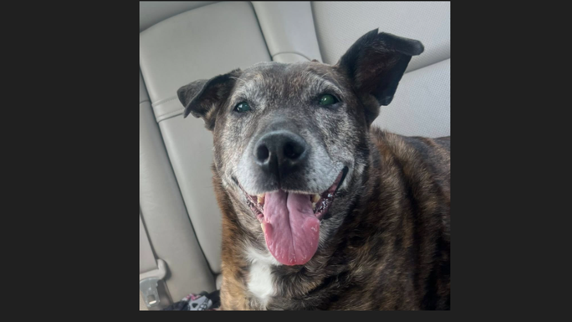 Missing deaf dog walked an amazing 5 miles, then things got scary, NC rescuers say