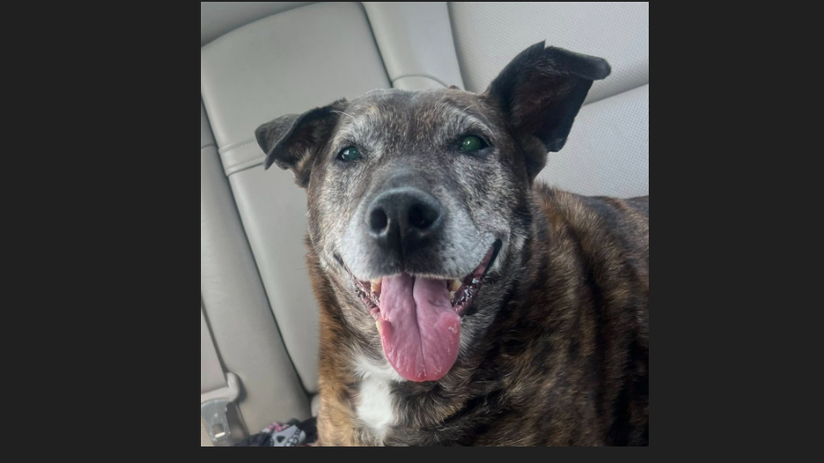 Lucy was located May 19 when a Greenville police officer responded to reports of a stray dog behind an optometrist’s office on West Arlington Street in Greenville.