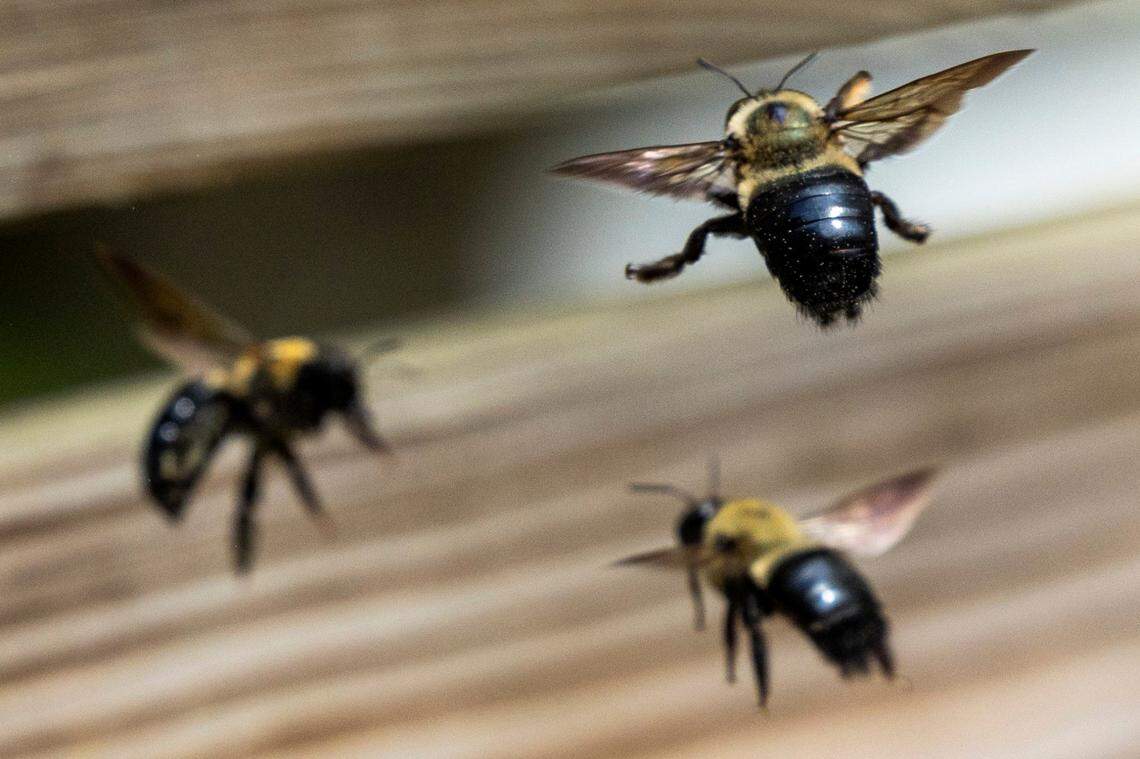 Here’s how to keep GA carpenter bees off your deck without harming them so they can pollinate