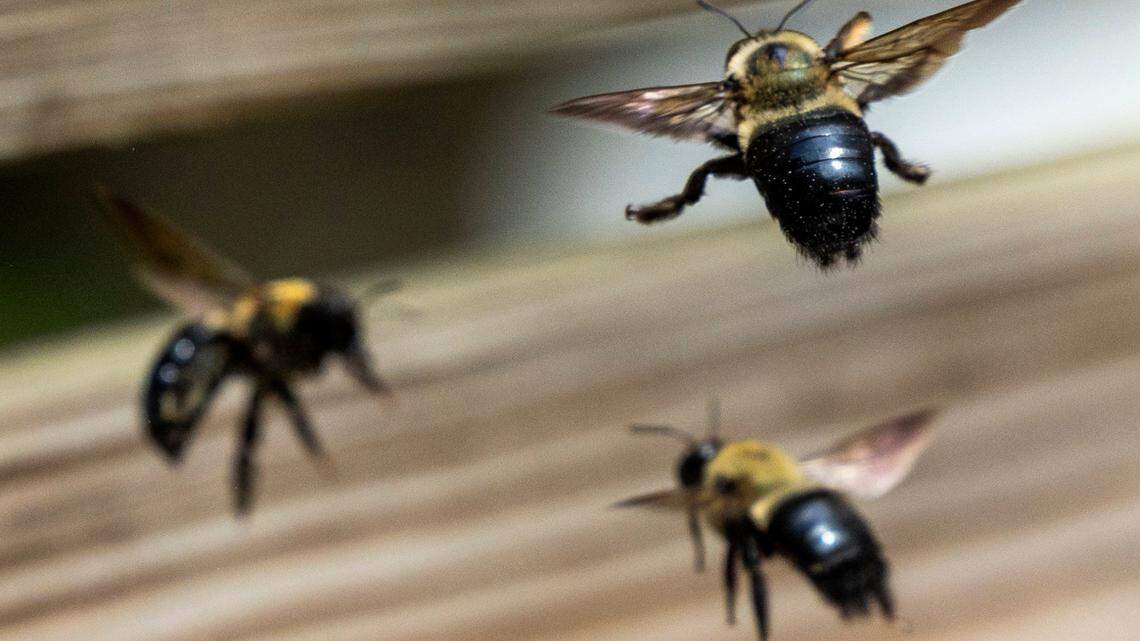Carpenter bees battle midair.