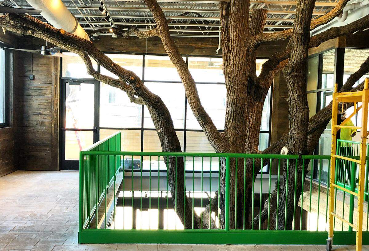 At Charlotte Beer Garden, a two-story atrium features a North Carolina black walnut tree.