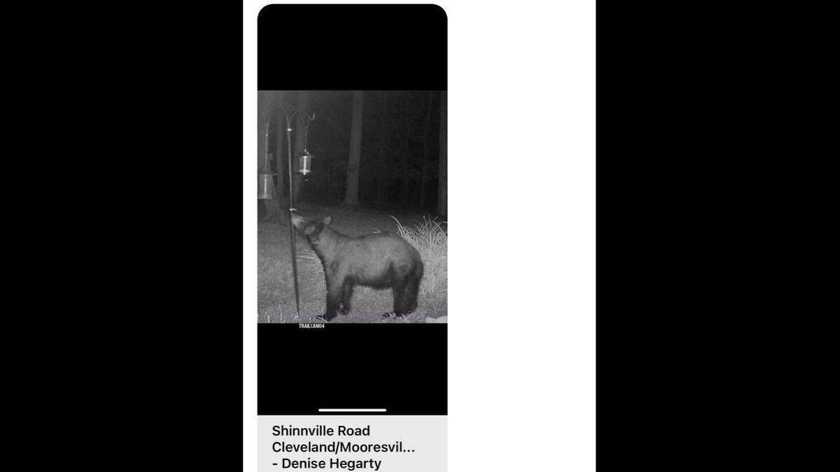 A trail camera outside Denise Hegarty’s home in Mooresville revealed a black bear trying get at seed in a bird feeder early on May 12, 2023.