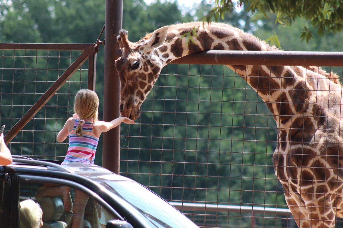 Lazy 5 Ranch in Mooresville is the home to over 750 animals.