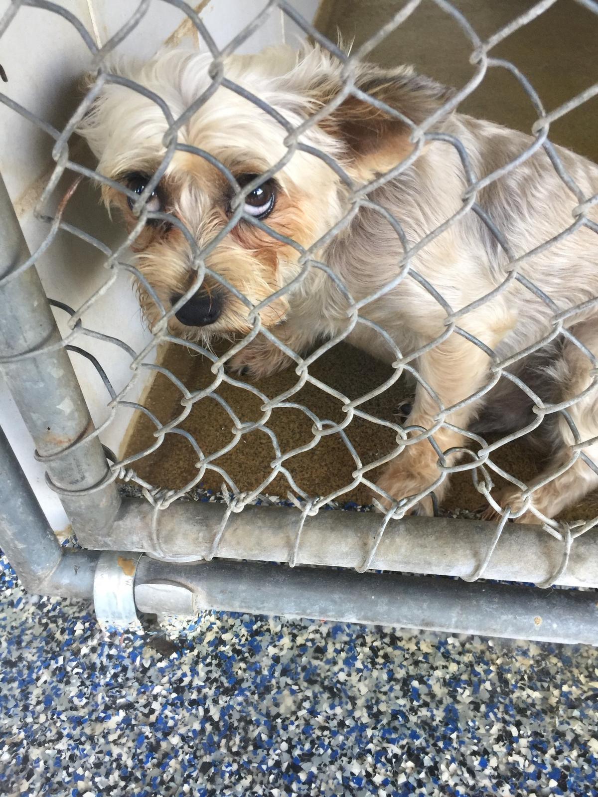 Charlotte-Mecklenburg Police Department’s Animal Care and Control shelter doesn’t have anymore room to intake dogs as kennels have reached maximum capacity.