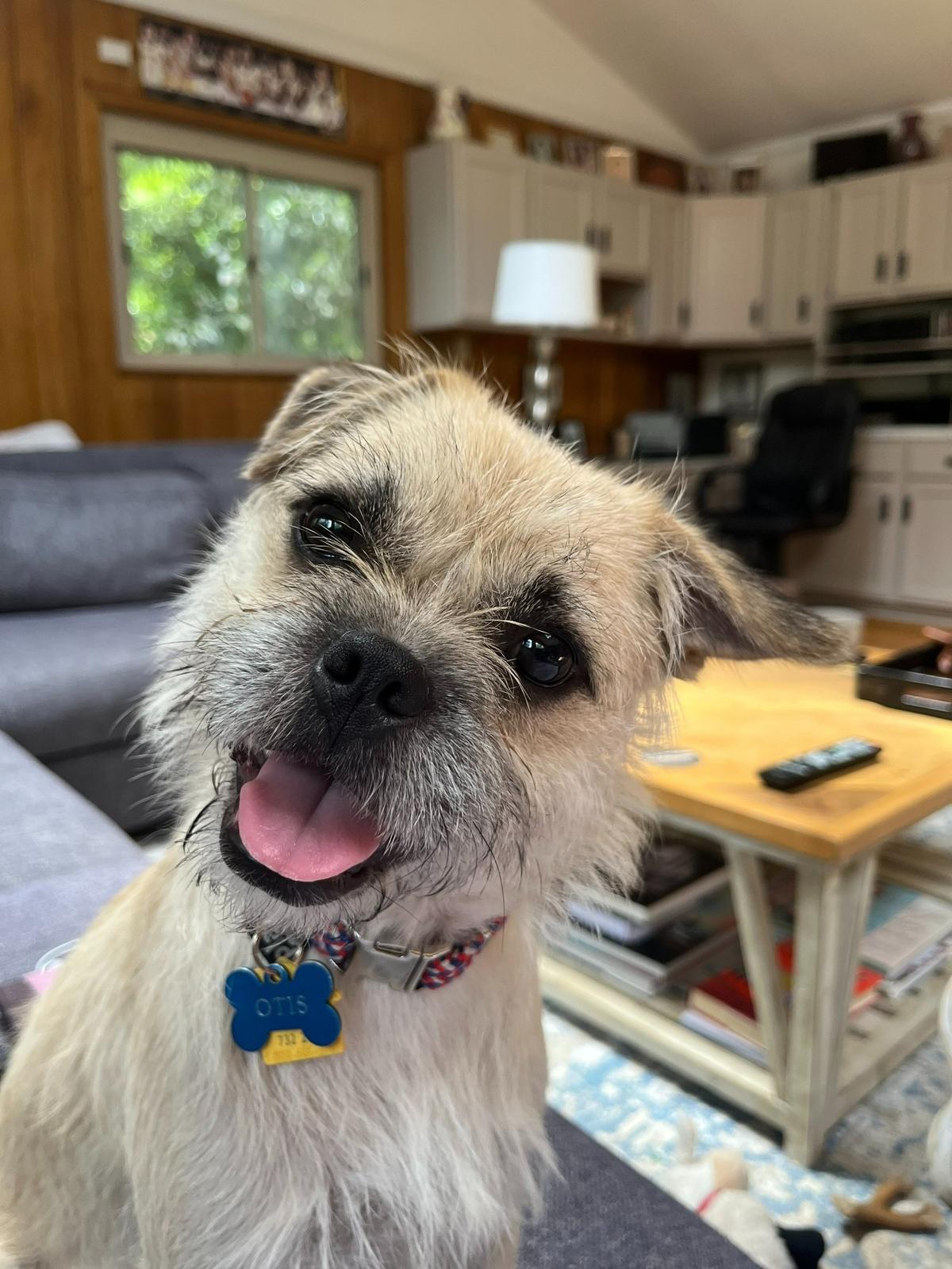 Otis was named a finalist in The Charlotte Observer’s “cutest dog in Charlotte” contest in fall 2024.