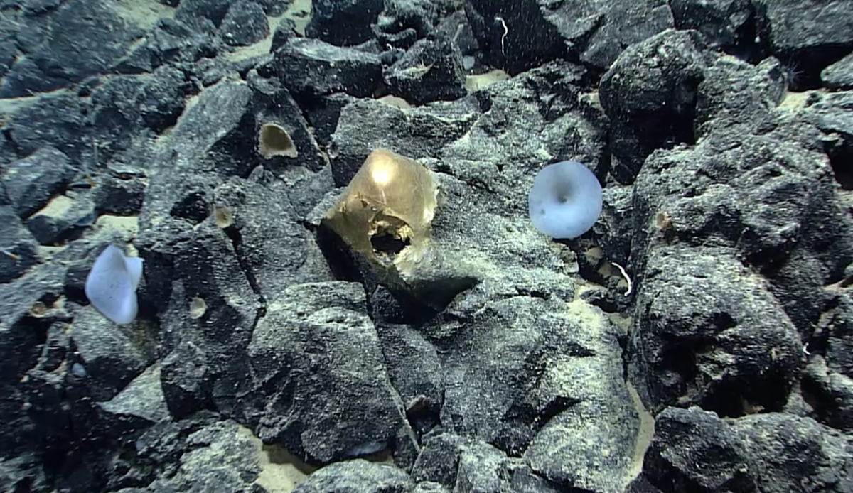 The shiny glob, which resembled a hatched egg, has been linked to a giant deep-sea anemone with tentacles that reach seven feet in length, NOAA says.