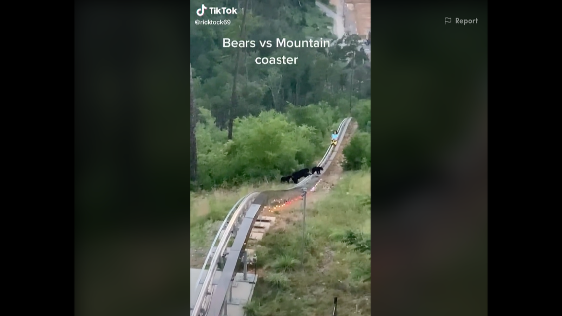 A black bear and her two cubs were almost hit when they wandered onto the tracks of a mountain roller coaster in Gatlinburg, Tennessee, a TikTok video shows.