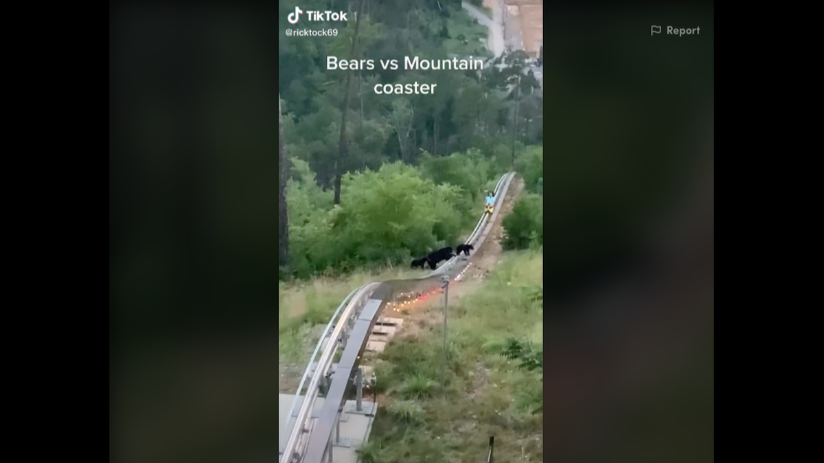 A black bear and her two cubs were almost hit when they wandered onto the tracks of a mountain roller coaster in Gatlinburg, Tennessee, a TikTok video shows.