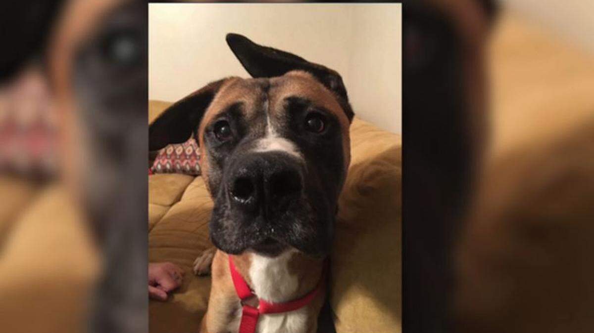 This dog, named Bridger by its rescuers, lost some toes in a trap set for coyotes in Troutman, Iredell County.