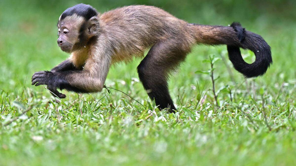 A Capuchin monkey.