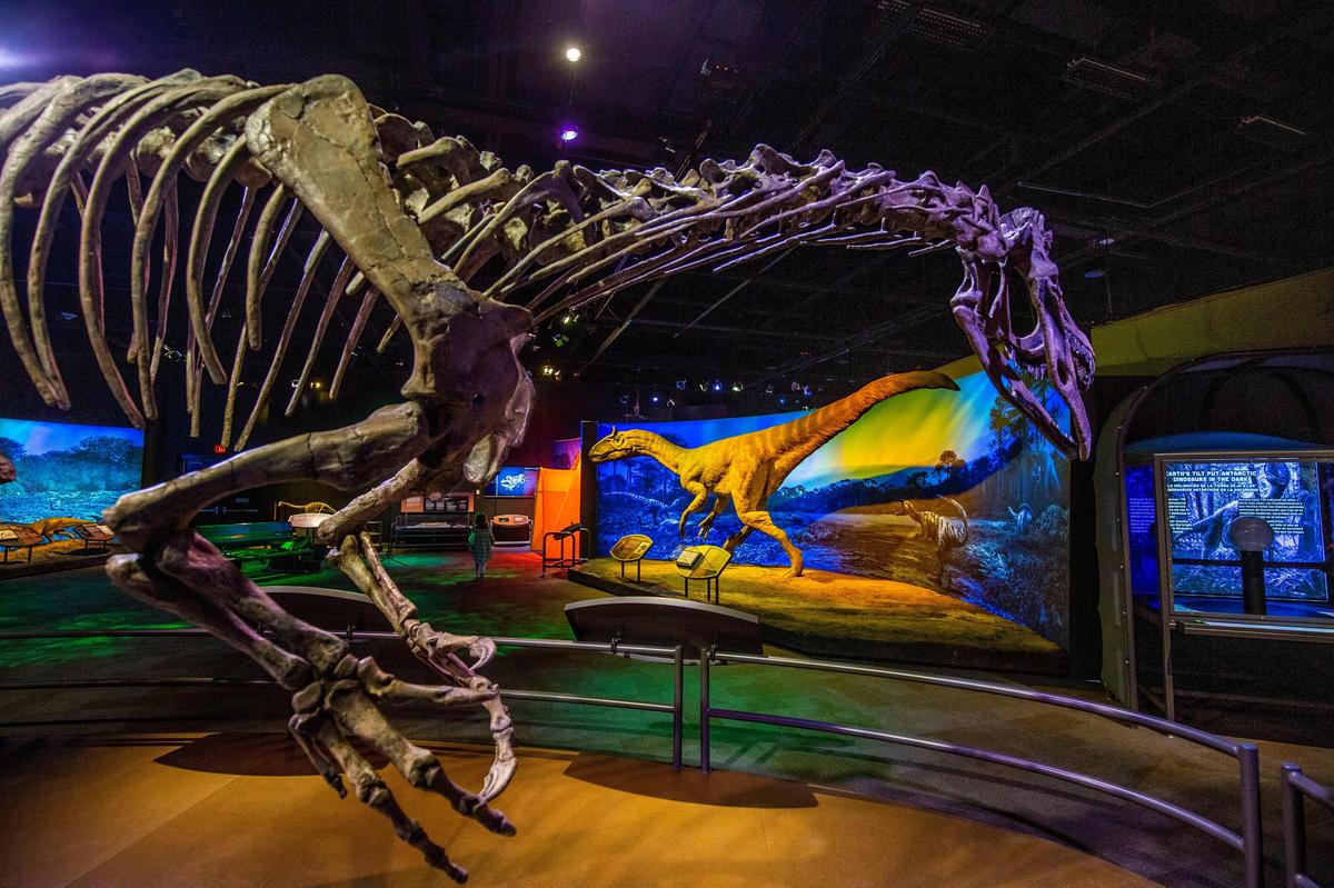 The Cryolophosaurus (cq) is one of the most complete theropod in the world and is unique to Antartica. The full skeletal recreation and what it would have looked like during the early Jurassic period is on display at Discovery Place. There are three other species that were found in Antartica that are on display in the exhibition that runs through May 25.